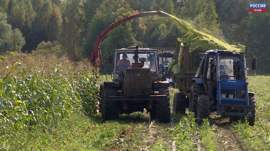 Заготовка кукурузы