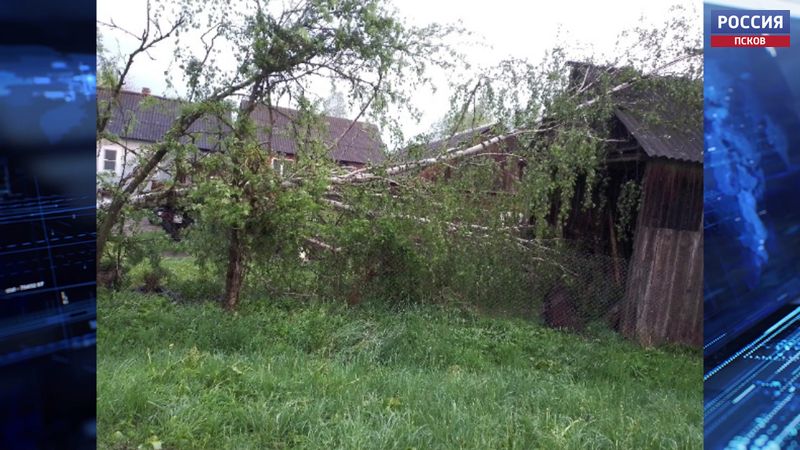 Упавшее от урагана дерево остановило пьяного водителя в Псковском районе 