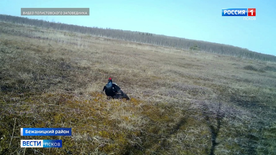 Полистовский заповедник предложил угадать в соцсетях своих обитателей по звуку