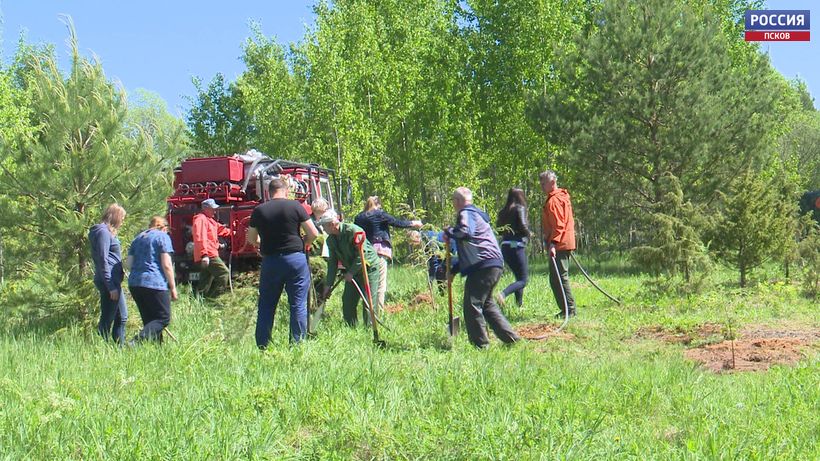 В память о погибших в концлагере в Псковском районе сегодня высадили деревья