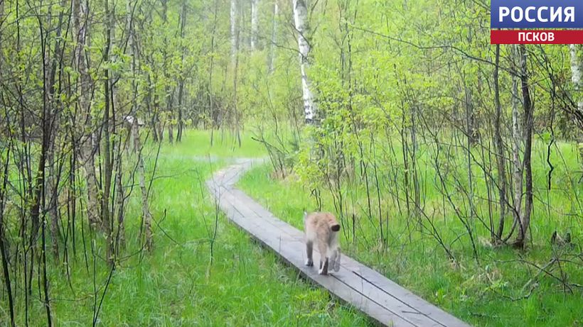 Фотоловушка запечатлела рысь и лису на туристических тропах Полистовского заповедника