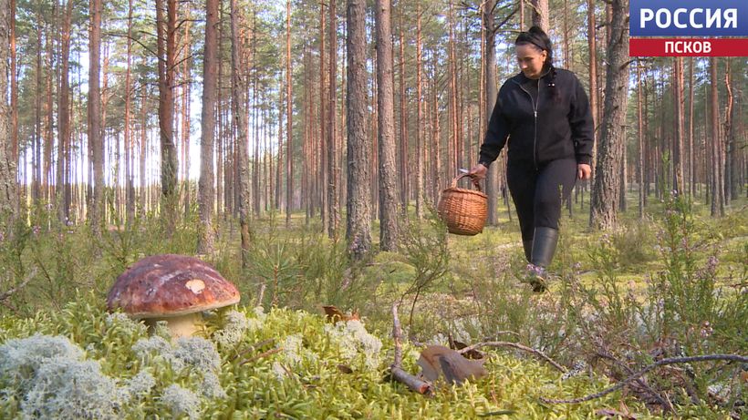 Главное не спешить. Опытный грибник поделилась секретами "тихой охоты"