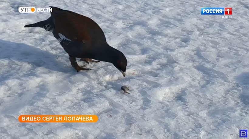 Дружелюбный глухарь составил компанию рыбакам на Жижицком озере 