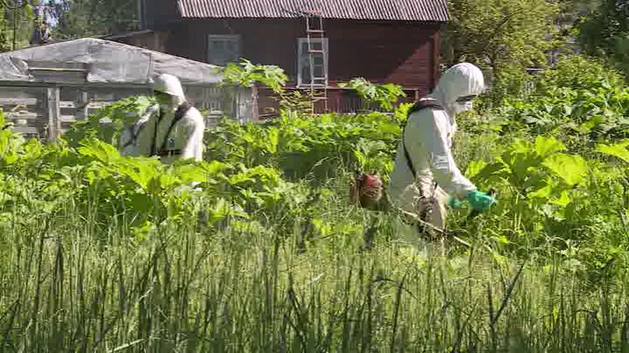 Нинель Салагаева обсудила с главами муниципалитетов эффективность комплексных мер борьбы с борщевиком