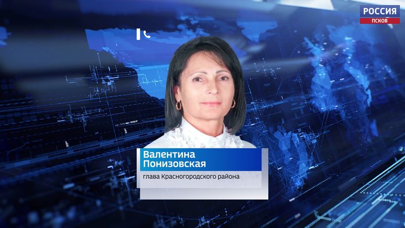 Администрация Красногородского района не будет срубать полувековую ель для праздника