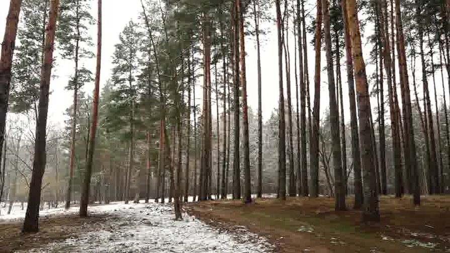 Крупный городской парк площадью в 22 гектара появится в Великих Луках к осени