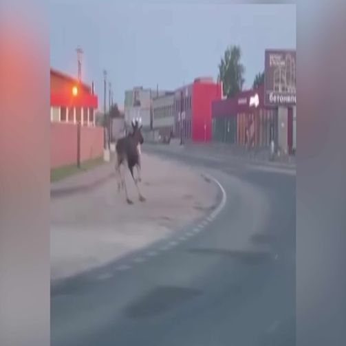Пробежка лося по улице Алмазной в Пскове попала на видео