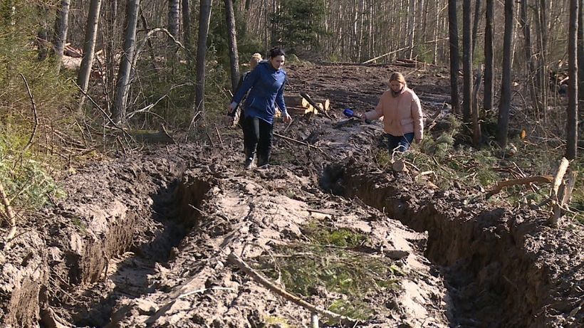 В Красногородском районе лесорубы пилят вековые ели, оставляя после себя мусор и разбитые дороги