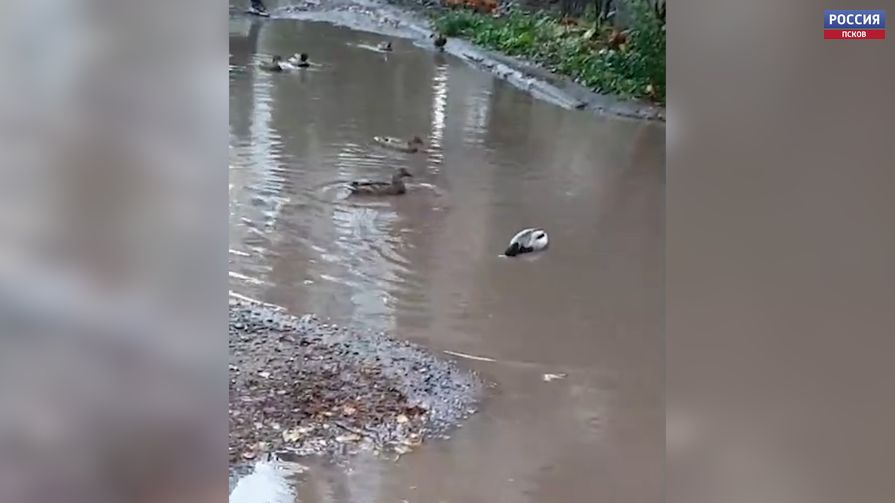 В одном из псковских дворов утки поселились в огромной луже