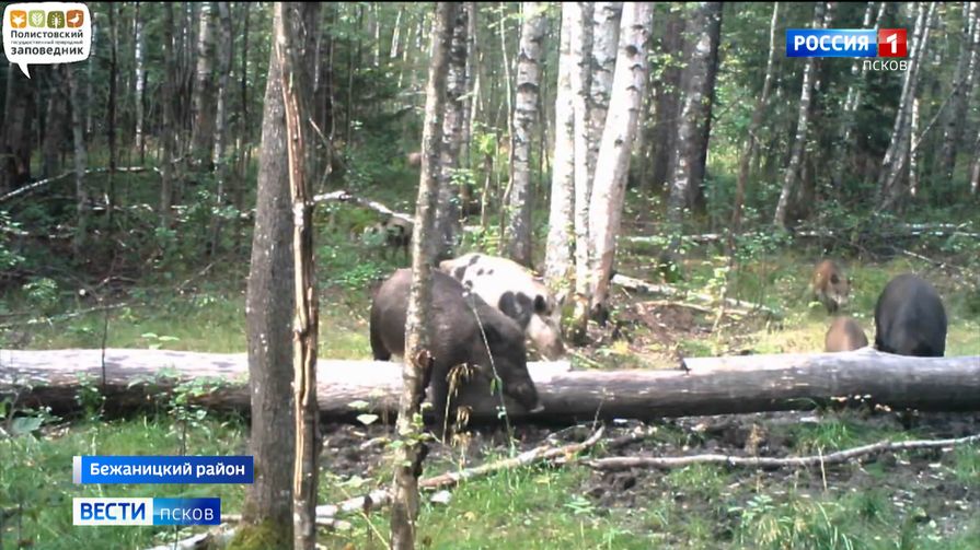 Нетипичные кабаны попались в фотоловушку Полистовского заповедника