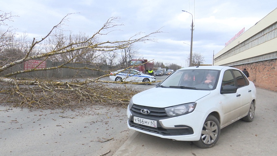 В Пскове сильным ветром повалило несколько деревьев