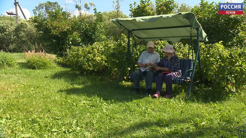 Супруги из Пскова свой дачный участок превратили в дивный розовый сад