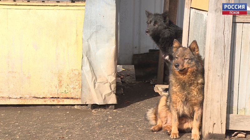 Жители Печор пожаловались на нападения уличных собак