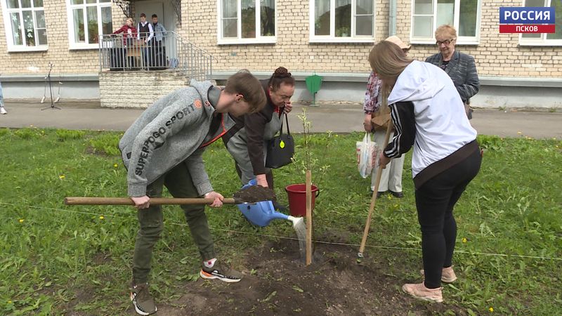 У псковской школы №12 высадили яблоневую аллею