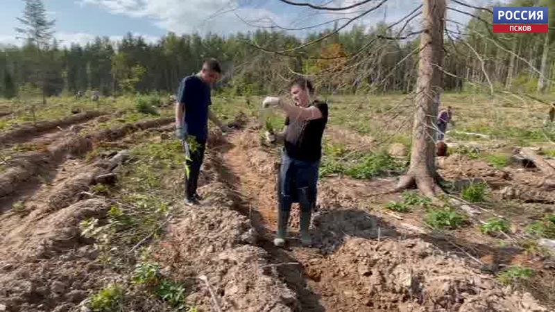 В Печорском районе высадили более 22 сеянцев ели по проекту «Зеленая область» 