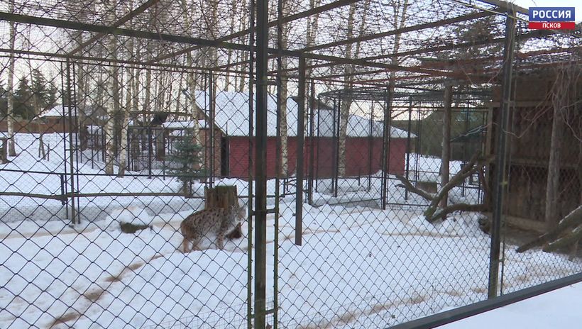 Как Пушкиногорский экопарк «Зооград» выполняет новые требования закона, и почему грустит медведица Василиса? 