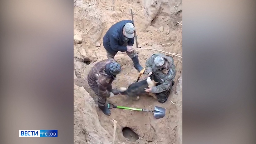 На глубине в несколько метров. В Красногородском районе спасли собаку по имени Винни