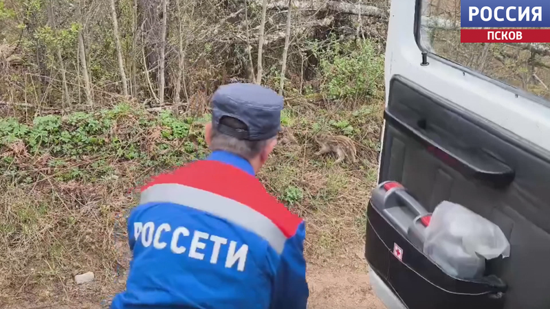 Сотрудники "Россетей" повстречали на прогулке маленьких лесных кабанчиков