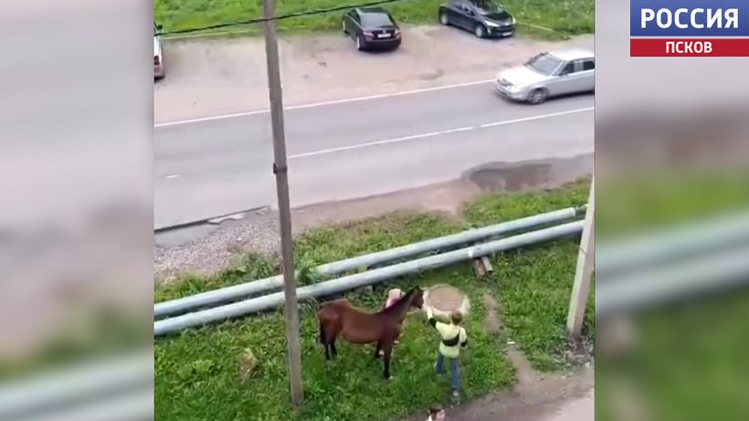 В качестве домашнего питомца - лошадь. Действительно ли жители Писковичей завели коня в квартире?