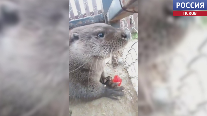 Не соглашается на фотосессии. Чем можно привлечь выдренка Барни в подворье "Птичий дворик"?