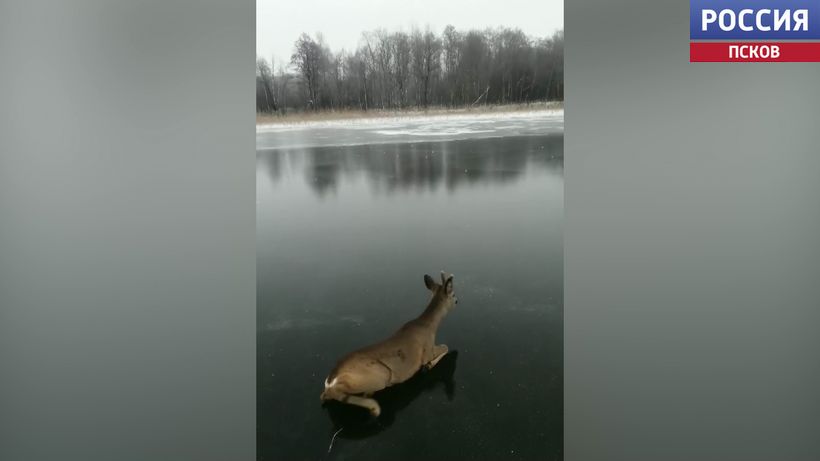 В Невельском районе мужчина спас косулю