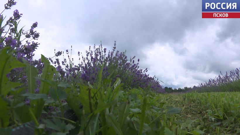 lavanda 2