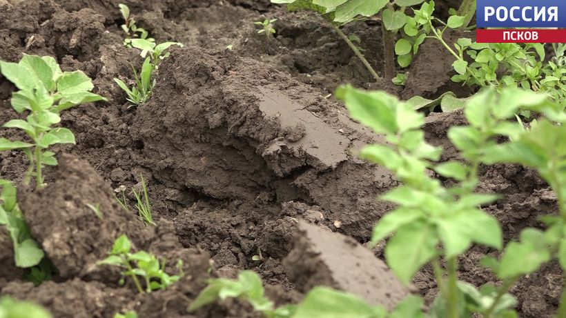 В Псковской области введен режим ЧС из-за переувлажнения почвы