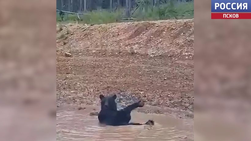 В соцсетях появилось видео мишки, купающегося в огромной луже