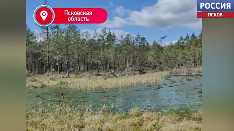 Энергетики Псковской области преодолевают болота с копанцами для расчистки линий электропередач