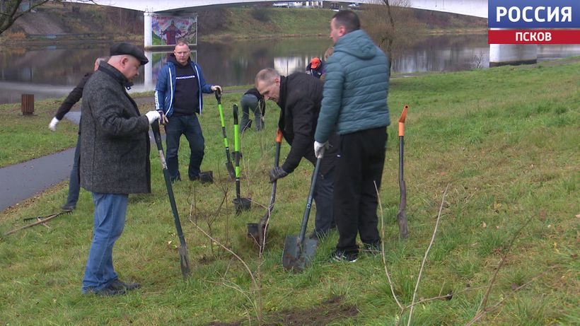 Депутаты Псковской гордумы обустроили жасминовую аллею в Парке Победы