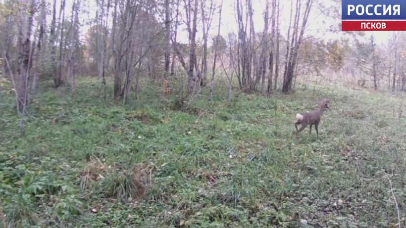  Фотоловушка засняла охоту лисы на косулю в Псковской области