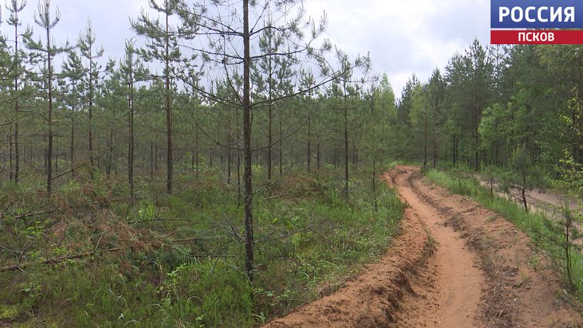 Псковская область успешно реализует нацпроект "Экологическое благополучие" - лесных пожаров стало на 90% меньше