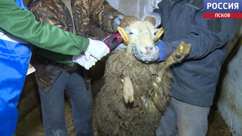 Владельцам коз и овец необходимо промаркировать и поставить на учет своих животных