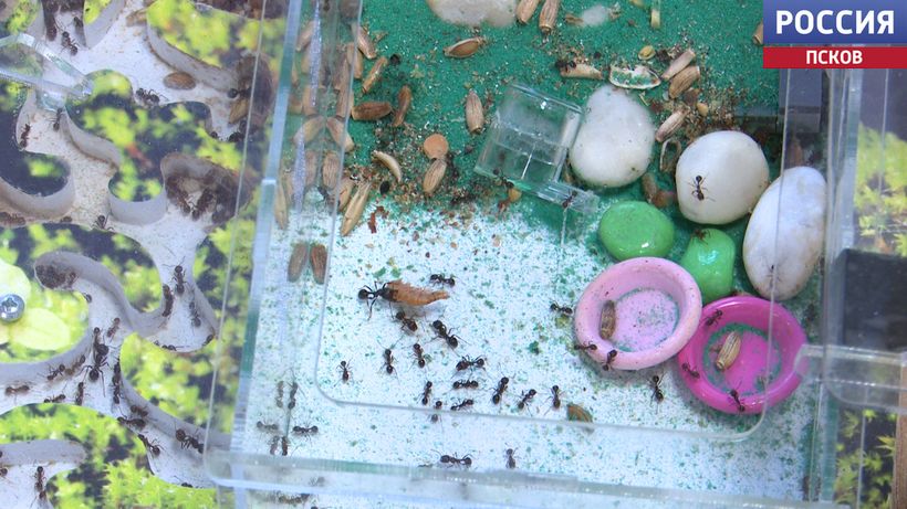 От естественных наук до инженерного дела. "Вести" заглянули на выставку к будущим ученым 