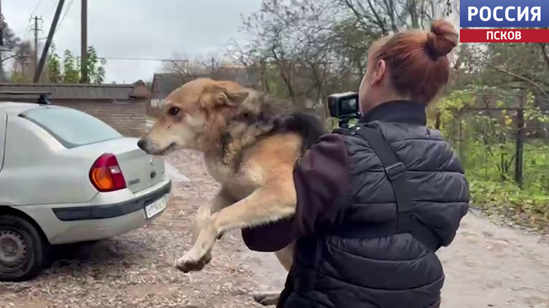Волонтеры "Шанса" спасли 10 собак из дома в деревне Корытово