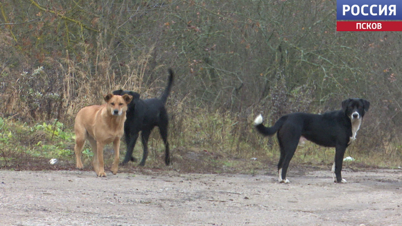 Ведут себя агрессивно и кусаются. Жители Острова обеспокоены бродячими собаками 