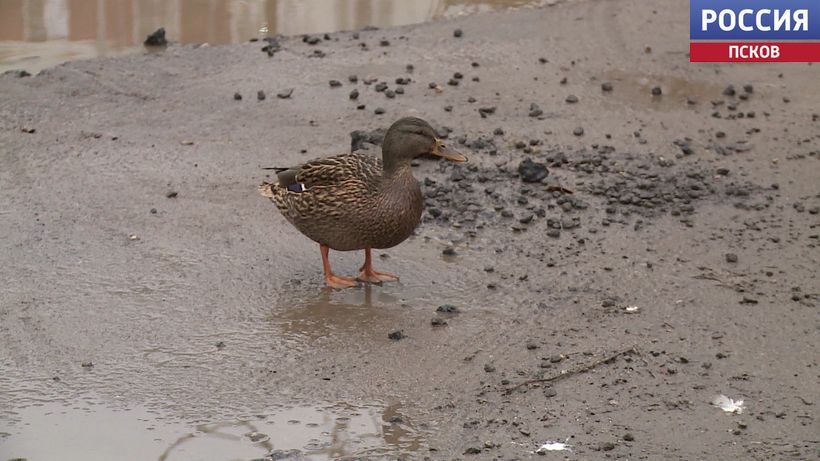  В Пскове утки облюбовали пруд вместо парковки во дворе многоэтажки