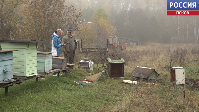 Громят ульи и беспокоят по ночам. Непрошеные гости повадились выходить к людям