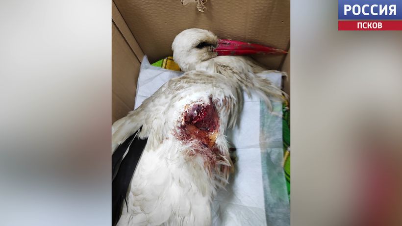 Федя привыкает жить с одним крылом: история спасения пернатого в "Доме белого аиста"