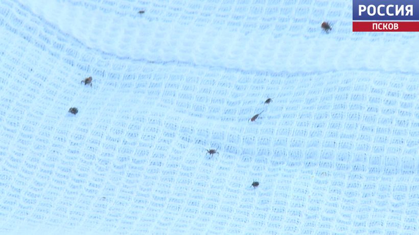 Клещи активизировались раньше времени. Как обезопасить себя от встречи с кровососом?