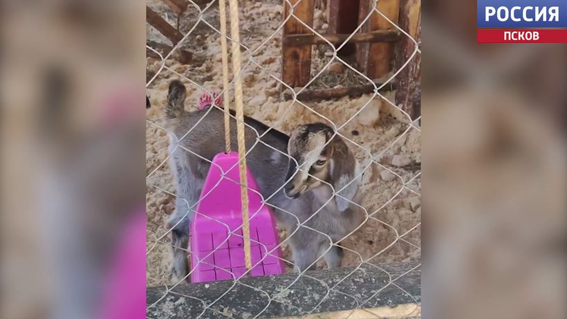 "Малыши на батарейках": новыми постояльцами Птичьего дворика под Псковом стали вислоухие козлята
