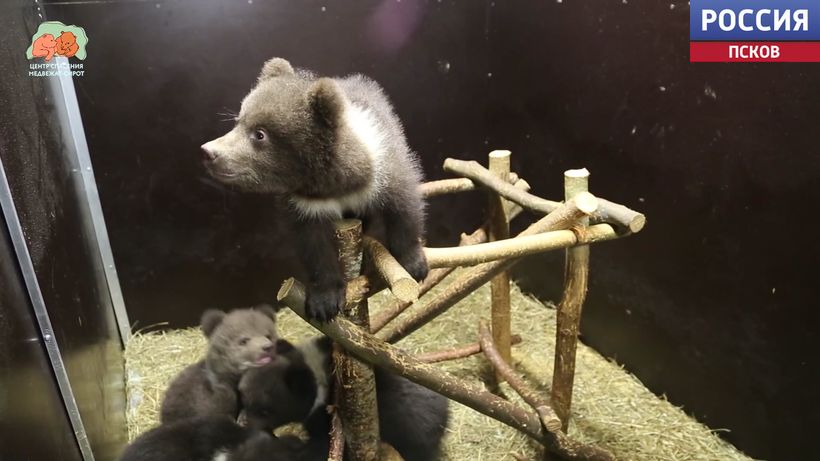 Бузя, Ангелочек, Богдан и Богатырь: псковские медвежата окрепли и покоряют вершины в Центре спасения