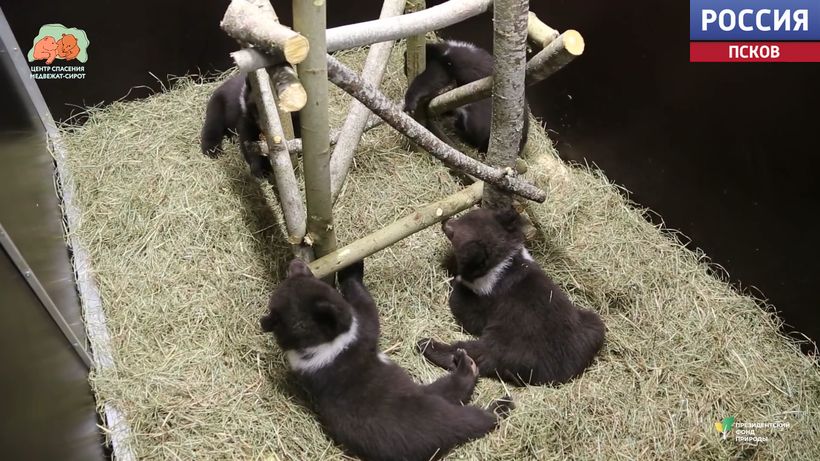 Обновили игровую зону: как живут четверо медвежат из Псковской области в Тверском центре
