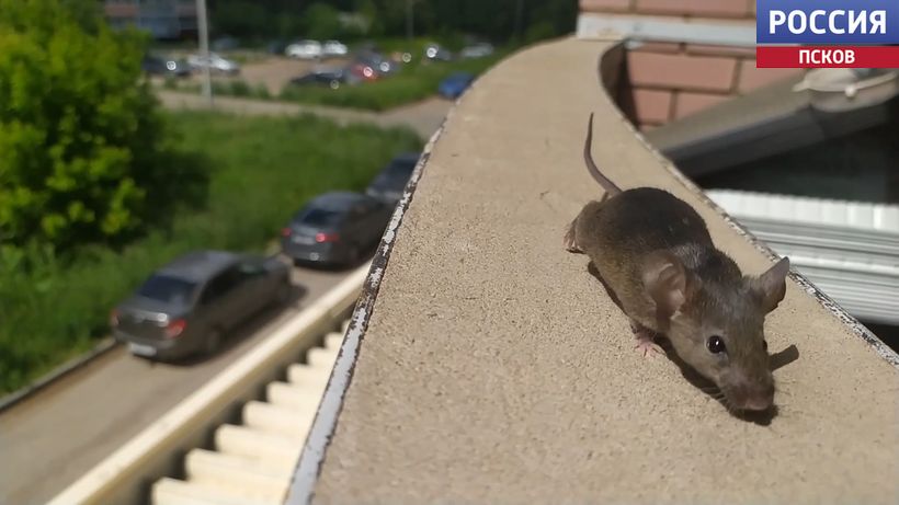 Мониторинг грызунов в Псковской области: зоологи изучают мышей и предупреждают об опасности для дачников