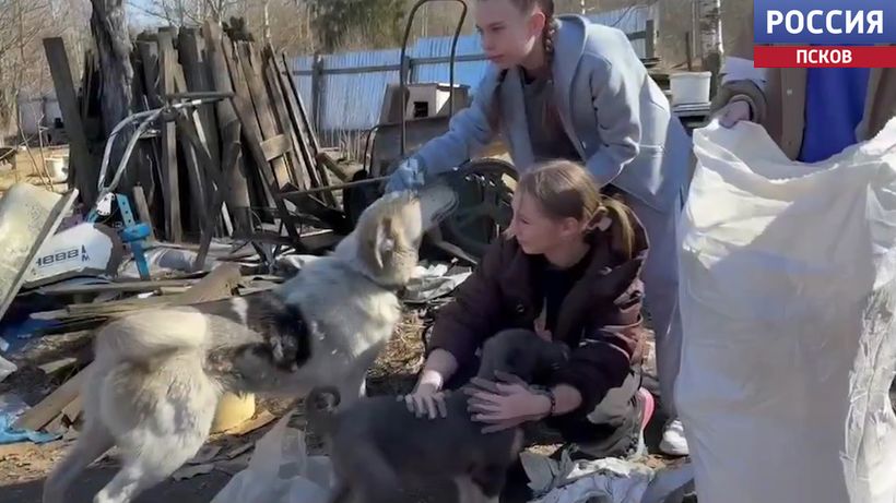 С угощениями и добрым сердцем: опочецкие школьники навестили бездомных животных в приюте "Хочу жить"
