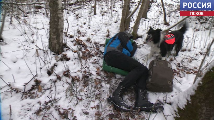 Роковая тренировка. Кто и зачем убил поисковых собак из отряда "ЛизаАлерт" во время занятий в лесу? 