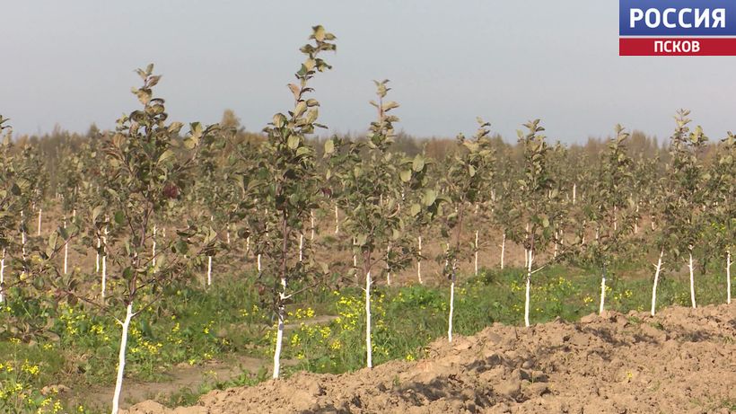 Открыт прием заявок на гранты по агротуризму от Минсельхоза Псковской области