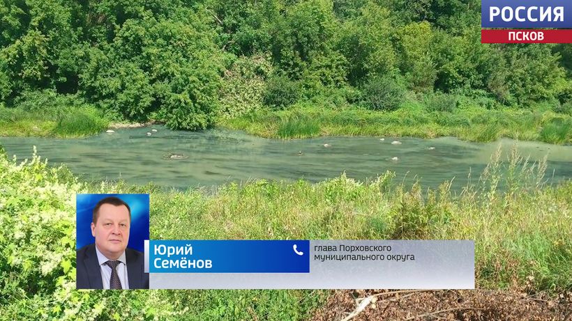 Мертвая рыба, мутная вода и запах: в реке Шелонь под Порховом взяли пробы на химический состав