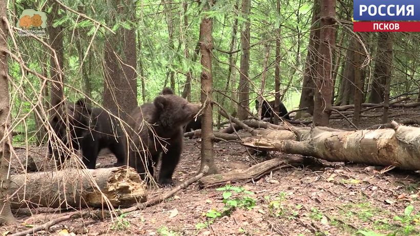 Тверской центр спасения медвежат показал новые кадры. Псковские медвежата растут и набирают вес