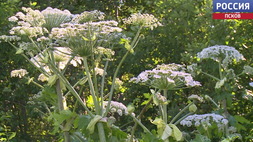 Как новый закон о борьбе с борщевиком будет работать в Псковской области, рассказали в региональном министерстве сельского хозяйства